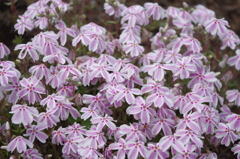 秩父・羊山公園芝桜