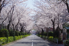 4月8日　西が丘桜のトンネル