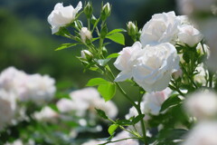白い薔薇の花言葉は