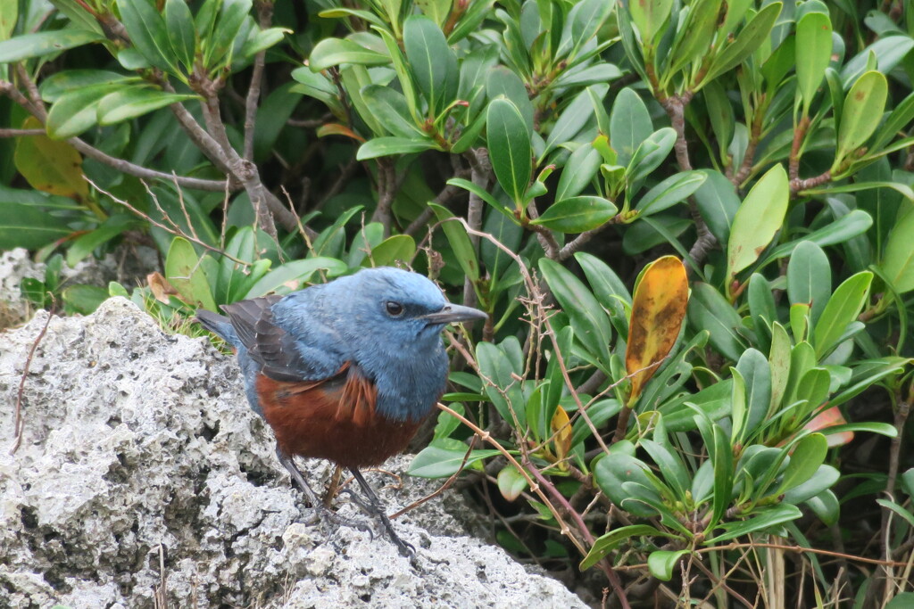 沖縄には沢山いる鳥