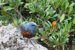 沖縄には沢山いる鳥
