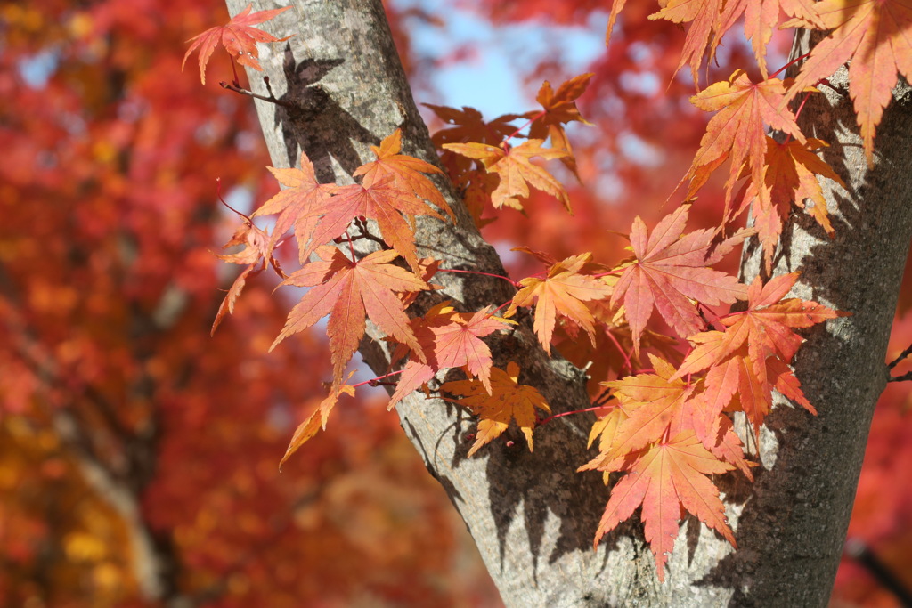 映え映えの紅葉3of4