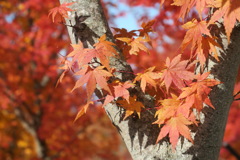 映え映えの紅葉3of4