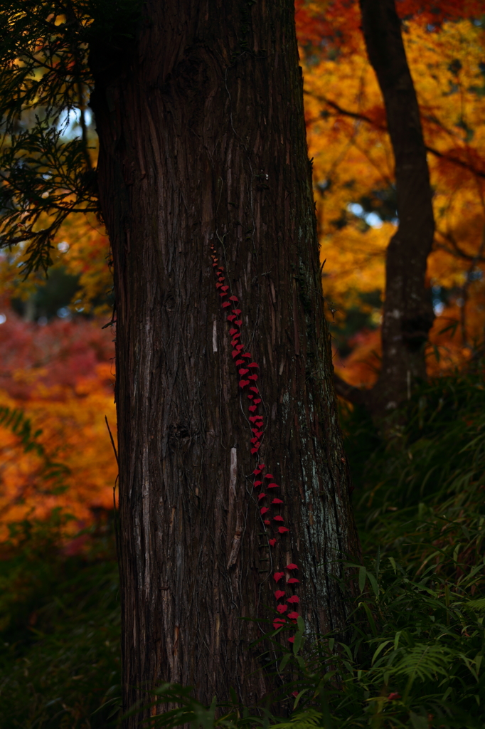 蔦の紅葉