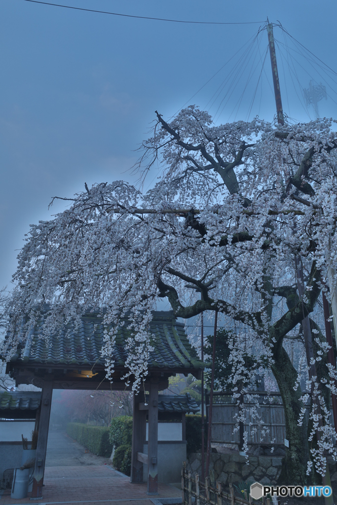  Drooping cherry