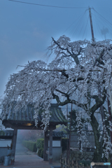  Drooping cherry