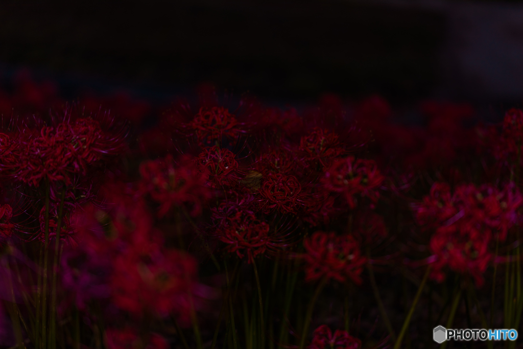 cluster amaryllis