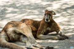 カンガルー2