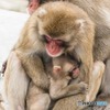 ニホンザルの親子