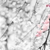 枝垂桜