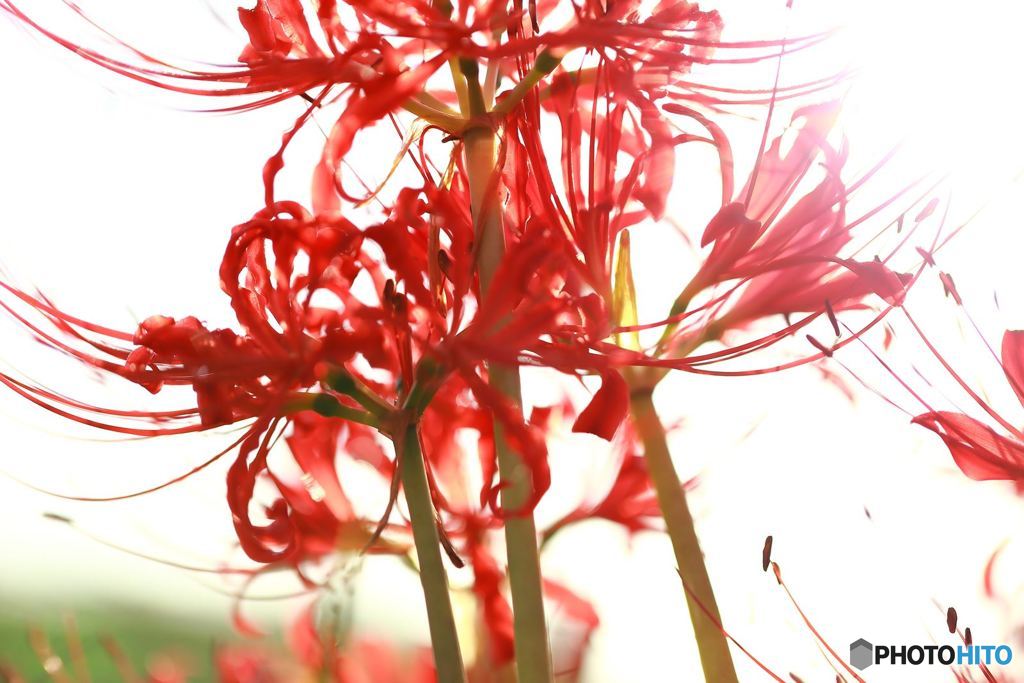 彼岸花