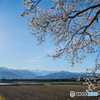 春の四重奏