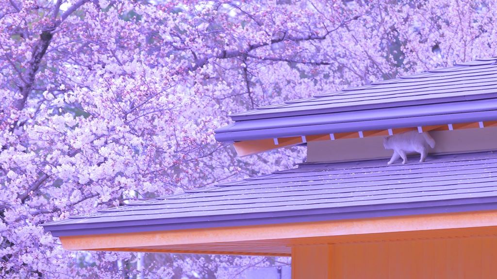 お花見