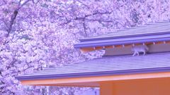 お花見