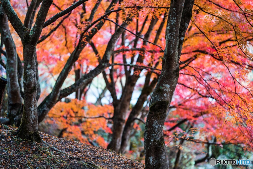 香嵐渓の紅葉　1