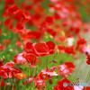 ポピー