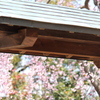 満開の枝垂桜