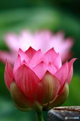 Burning Lotus