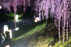 しだれ梅の滝