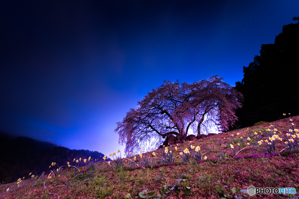 水戸野のしだれ桜