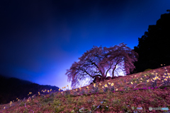 水戸野のしだれ桜