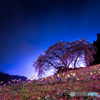 水戸野のしだれ桜