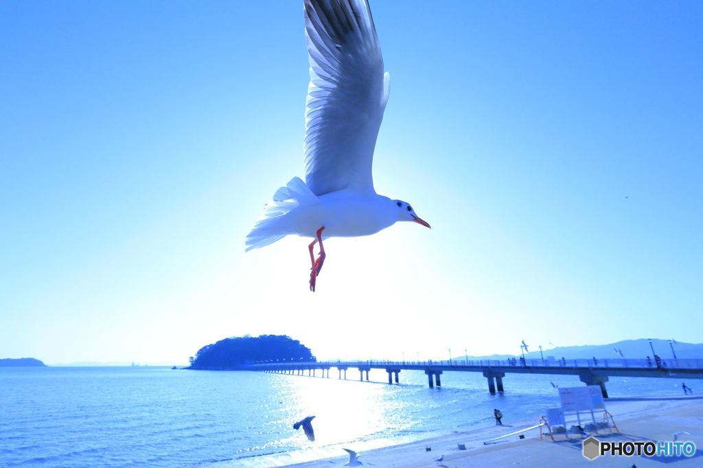 ユリカモメと竹島