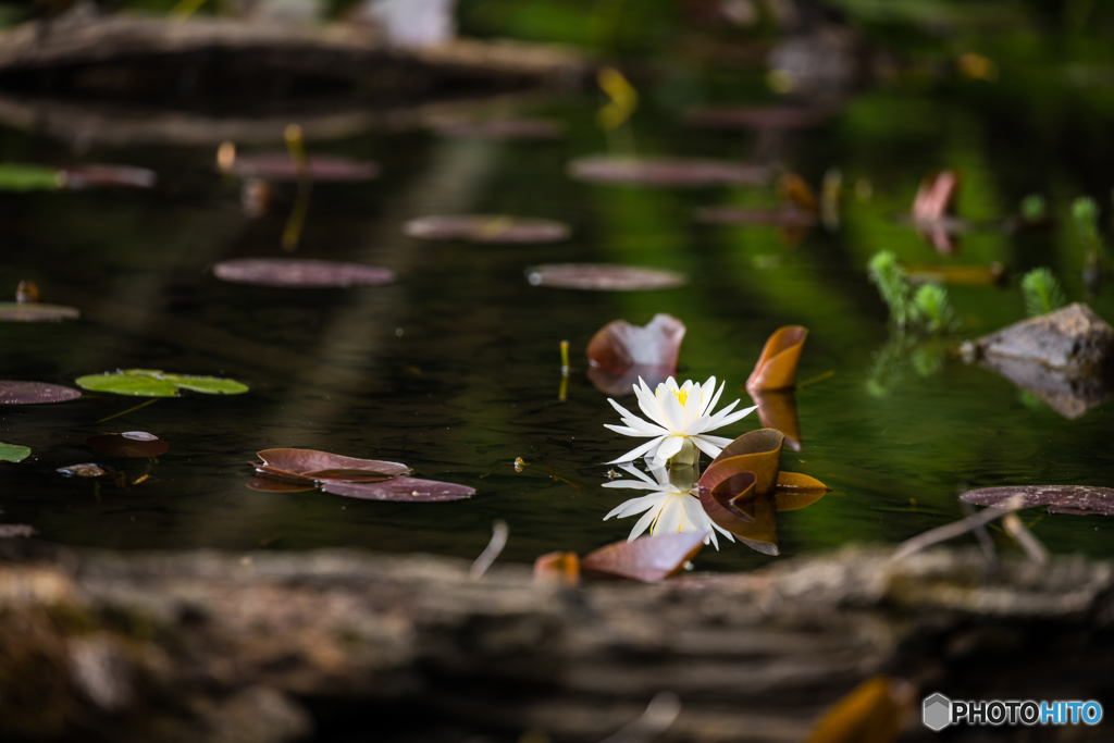 Water lily