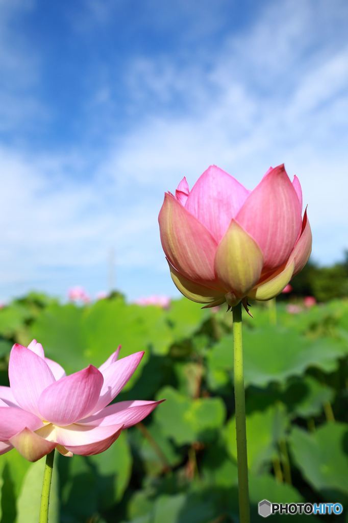 Lotus