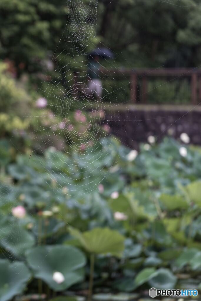 Lotus in the spider web