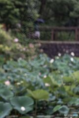 Lotus in the spider web