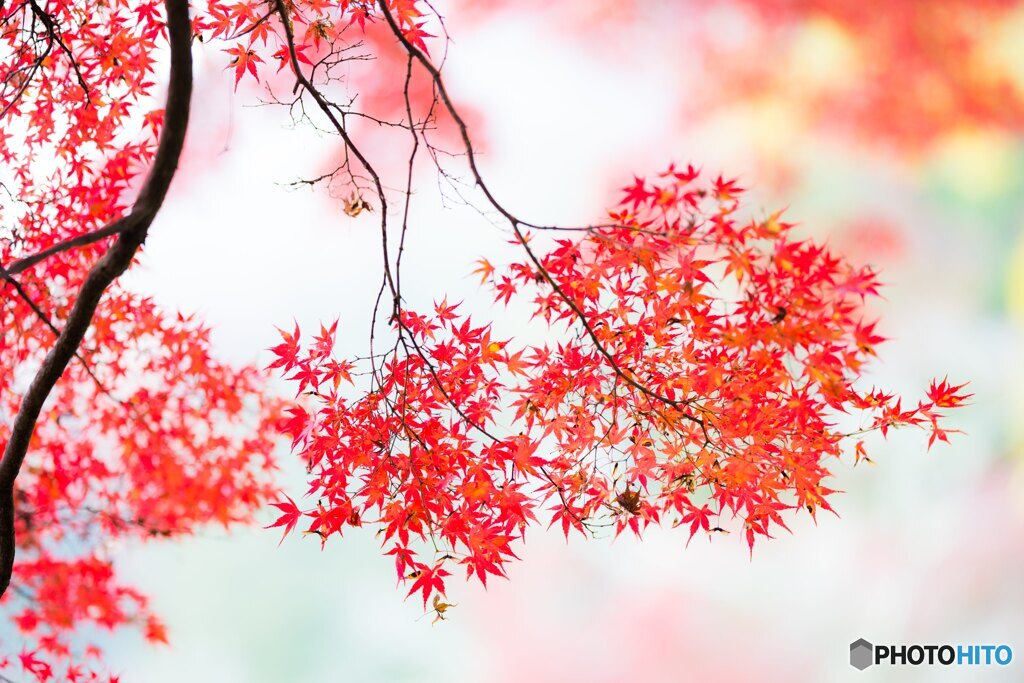 香嵐渓の紅葉　2