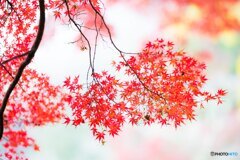 香嵐渓の紅葉　2