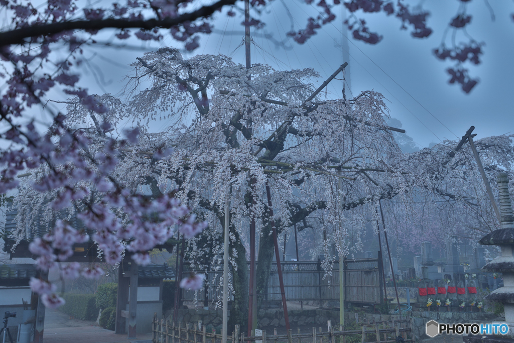 枝垂桜