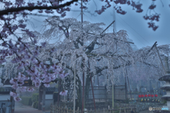 枝垂桜