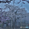 枝垂桜