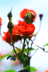 薔薇