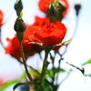 薔薇