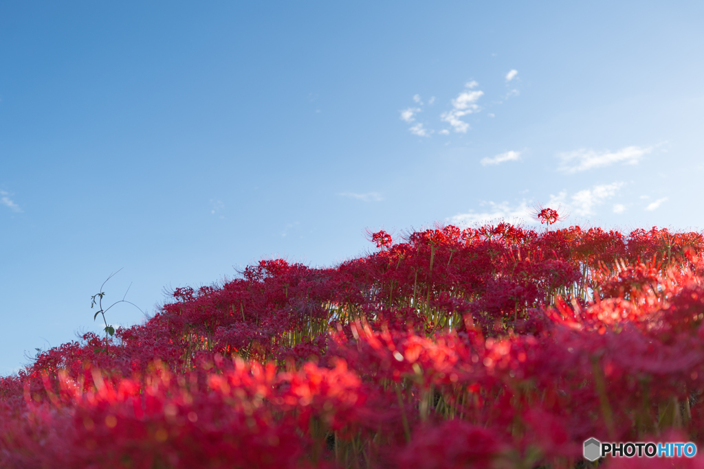 cluster amaryllis  