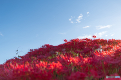 cluster amaryllis  