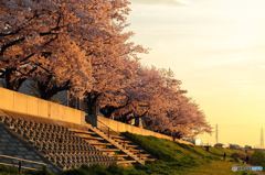 桜と夕日