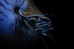 オウムガイ