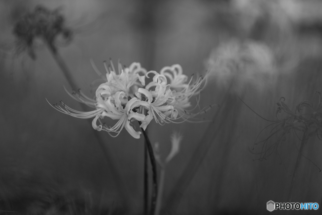 White cluster amaryllis