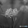 White cluster amaryllis