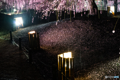 しだれ梅の滝