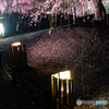 しだれ梅の滝