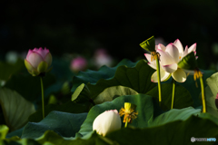 lotus