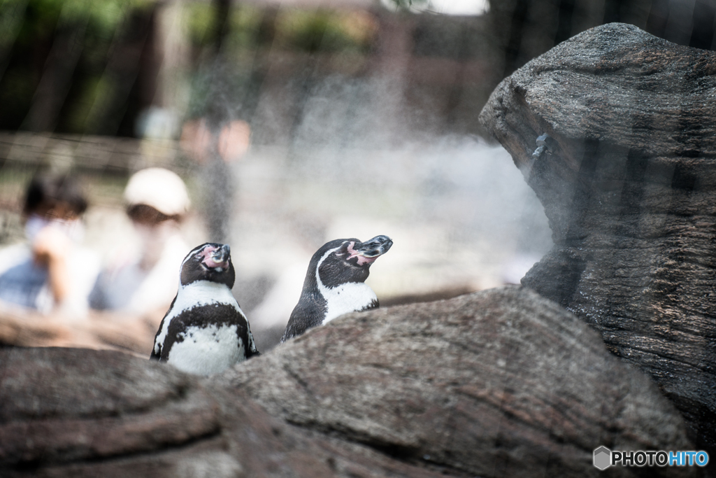霧で涼むペンギン