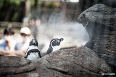 霧で涼むペンギン