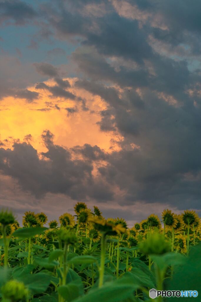 Sunflower field at sunset 